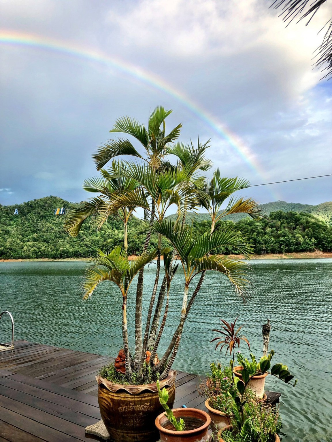 湖畔の植物と空にかかる虹